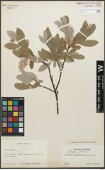 Foto von Salix glauca L.